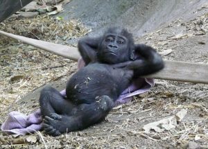 Take a break - hold pauser